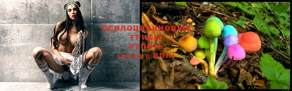 PSILOCYBIN Елизово