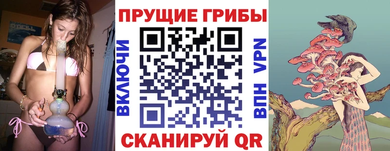 Галлюциногенные грибы Psilocybine cubensis как найти Добрянка